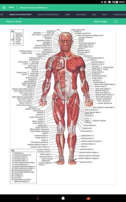 Muscle Anatomy Reference Guide screenshot 12