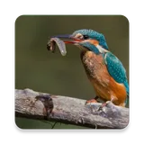 Birds Of Europe Guide icon