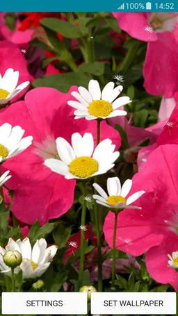 Live Wallpapers – Daisy screenshot 2