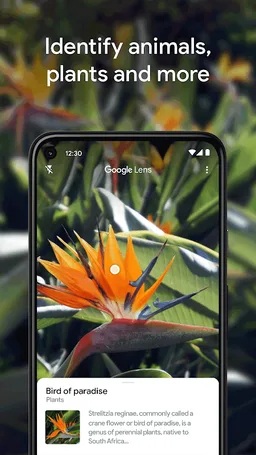 Google Lens screenshot 4