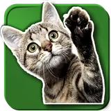 WASticker Cats icon