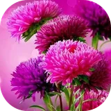 Imágenes de flores hermosas icon