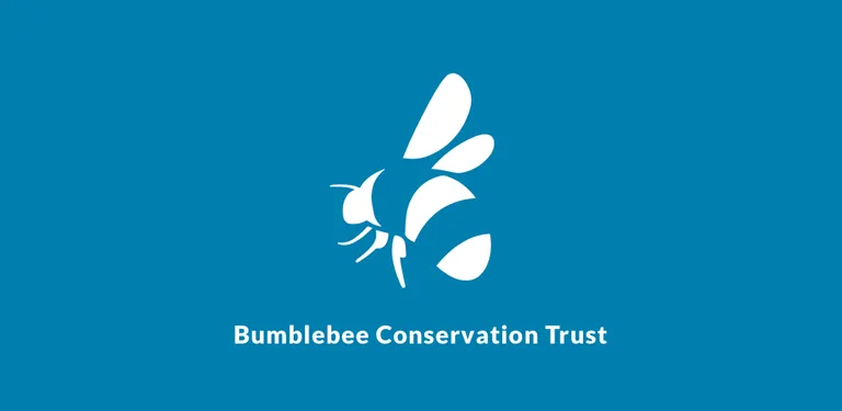 What’s that bumblebee cover image