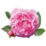 Dini Bilgiler ve Namaz Vakti icon