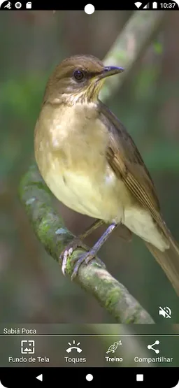 Cantos de Sabiás screenshot 6