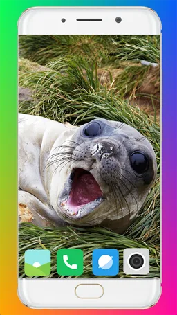 Harb Seal Wallpaper Full HD screenshot 7