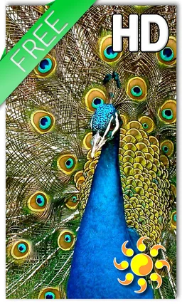 Birds Peacock LWP Free screenshot 1