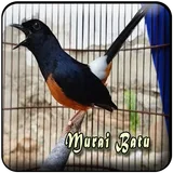 Kicau Murai Batu Offline icon