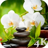 Orchid 4K Live Wallpaper icon