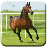 Horse HD Live Wallpapers icon