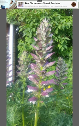 Piwigo Client - Basic screenshot 12