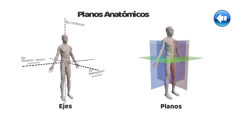 Regiones Anatómicas RA screenshot 6