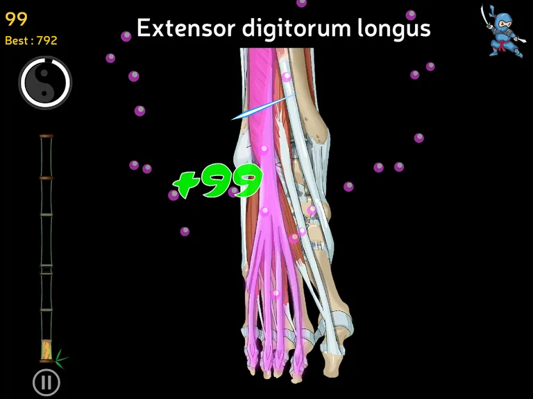 Anatomy Ninja Lower Limb screenshot 10