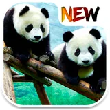 Panda Wallpaper icon