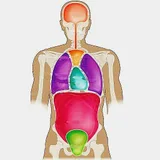 Human Anatomy Quiz -Nurse Exam icon
