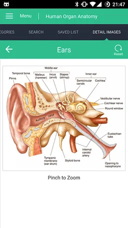 Human Organs Anatomy Reference screenshot 8