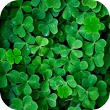Clover Live Wallpaper icon