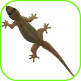 Lizard Fall icon
