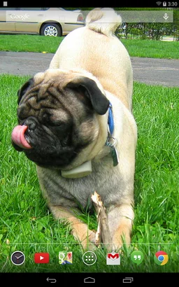 Playful Pugs Live Wallpaper screenshot 3