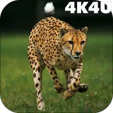 4K Cheetah Sprint Live Wallpaper icon