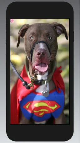 Pitbull Wallpapers screenshot 1