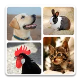 Animal Quiz - Guess Animal icon