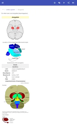 Brain screenshot 3