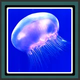 Live Wallpapers - Jellyfish icon