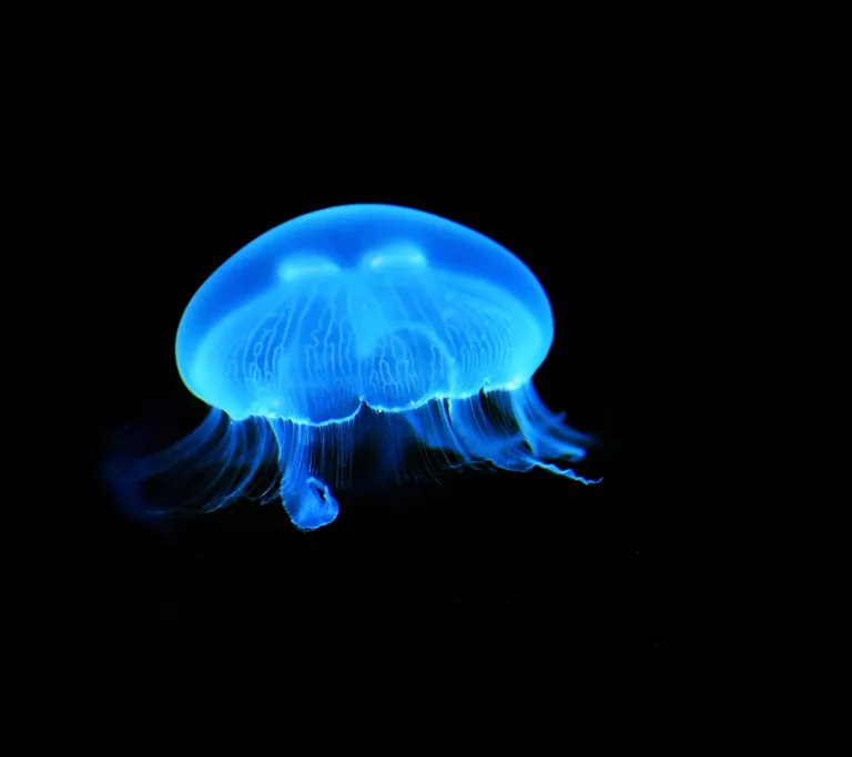 Wallpaper for Oneplus 5t screenshot 12