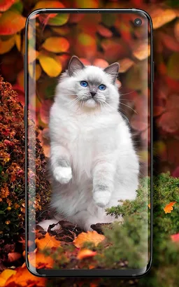 Cute Cats Live Wallpaper screenshot 4