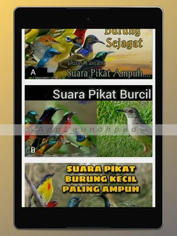 Suara Pikat Burung Ribut Mp3 screenshot 5