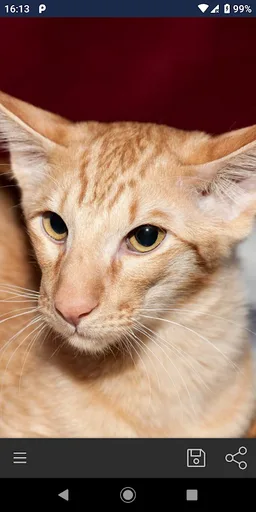 World Of Cats screenshot 3