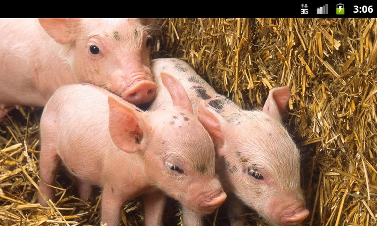 Farm Animals - Live Wallpapers screenshot 3