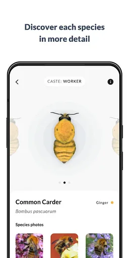 What’s that bumblebee screenshot 9