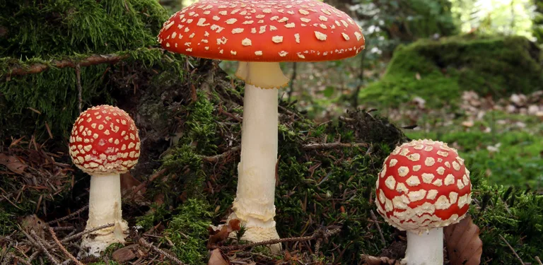 Wikimedia Commons cover image