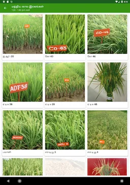 Paddy Varieties screenshot 1