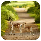 Wild Animals Live Wallpaper icon