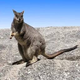 Australian Mammals icon