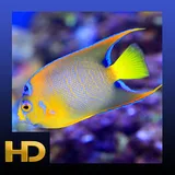 Peaceful Aquarium HD icon
