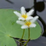 Aquarium & Pond Plant ID icon
