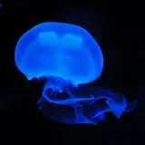 Jellyfish Wallpapers icon