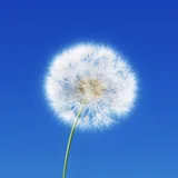 Who Does This Belong To? icon