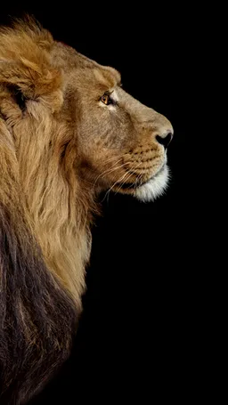 Lion Wallpapers screenshot 8