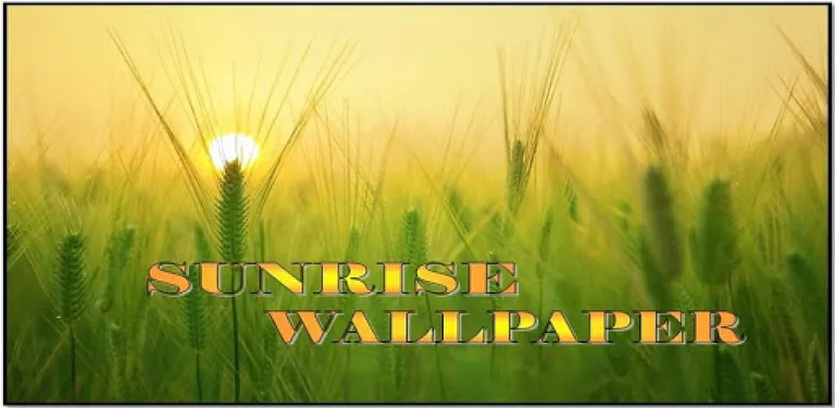 Sunrise Wallpaper cover image