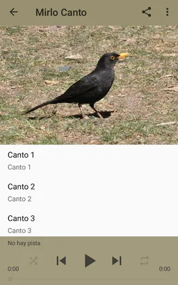 Blackbird singing screenshot 7