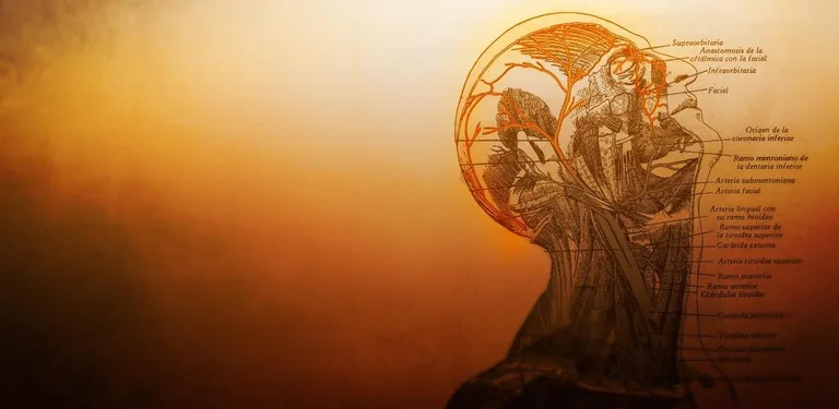 WikiMed - Wikipedia Médica Offline cover image