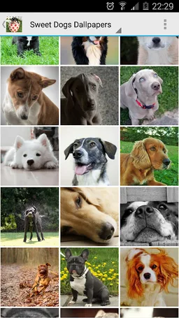 Sweet Dogs Wallpapers screenshot 2