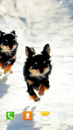 Chihuahuas Live Wallpapers screenshot 3