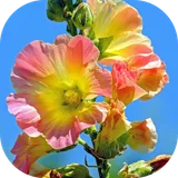 Imágenes de flores icon