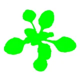 Easy Leaf Area Free icon